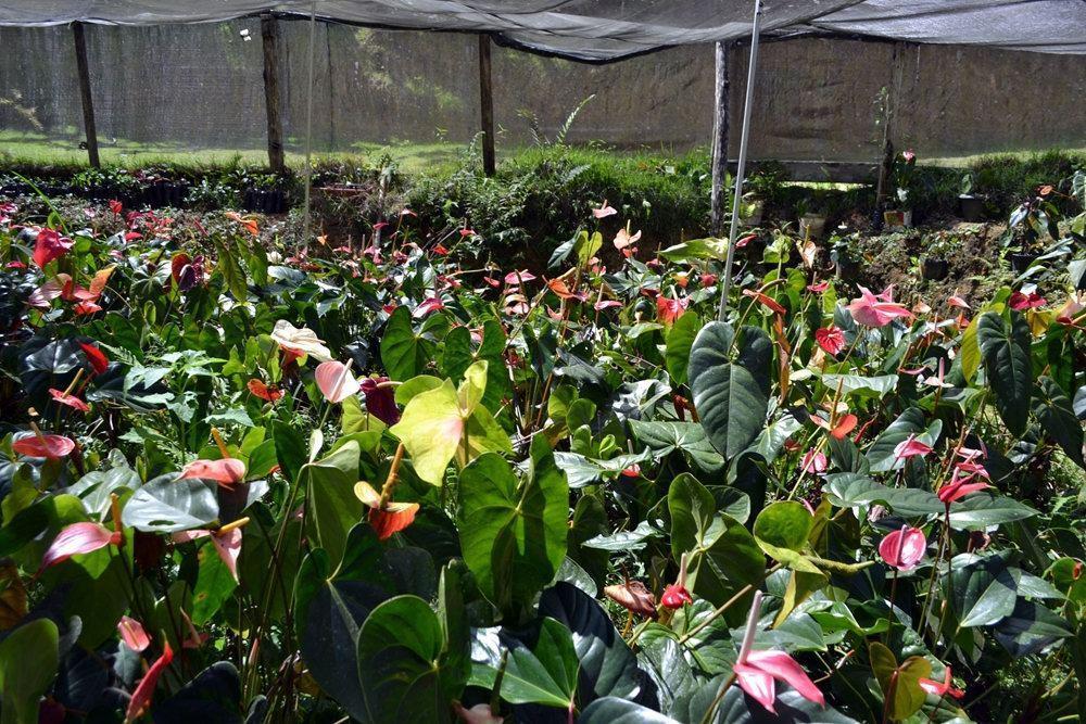 Pousada Recanto da Mata ES Marechal Floriano Exterior foto